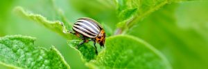 Ein ganzer Garten voller Genuss!