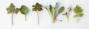 Das KräuterGut Dworschak-Fleischmann im Knoblauchsland